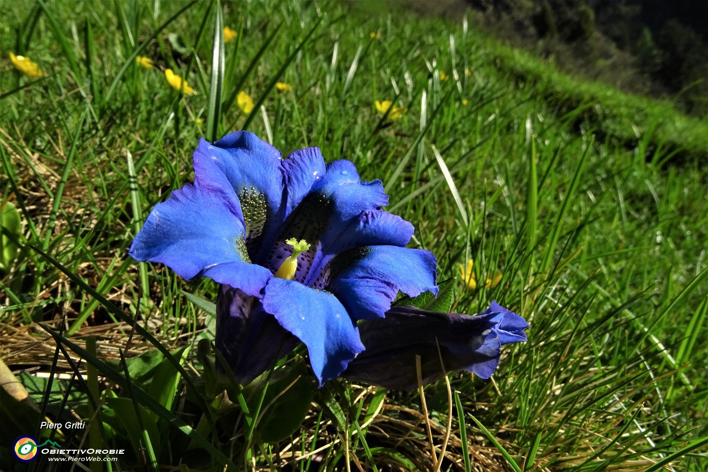 14 Genziana di Clusius (Gentiana clusii).JPG